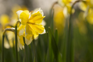 Yellow Narcissus Flowers, Early spring, Garden, Finland Yellow Narcissus Flowers, Early spring, Garden, Finland